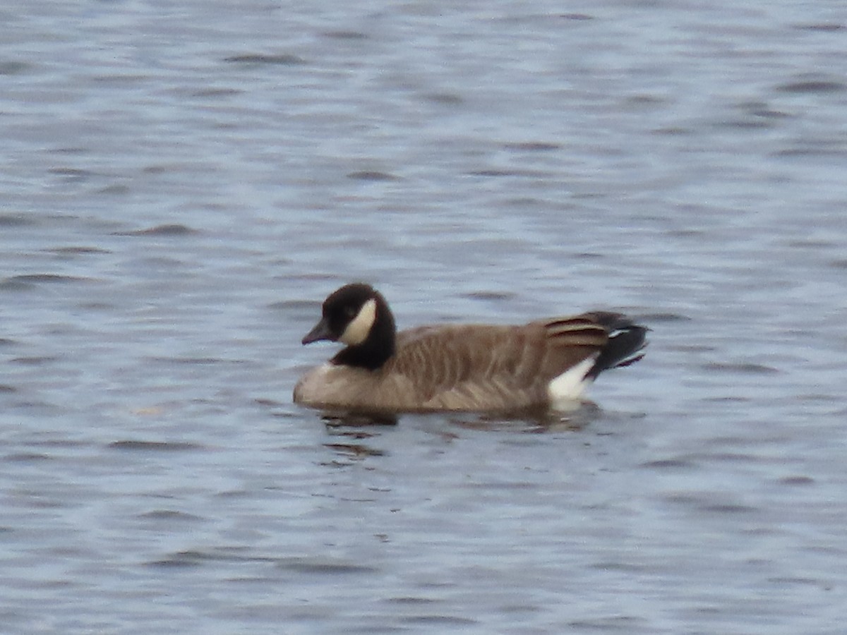 Cackling Goose - ML635486243