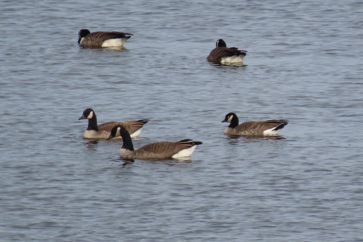 Cackling Goose - ML635486244