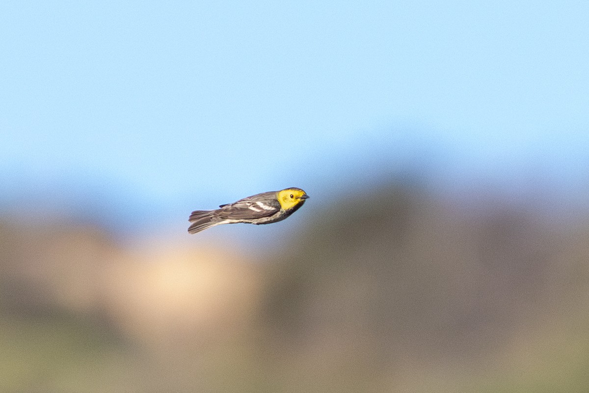 Hermit Warbler - ML635486412