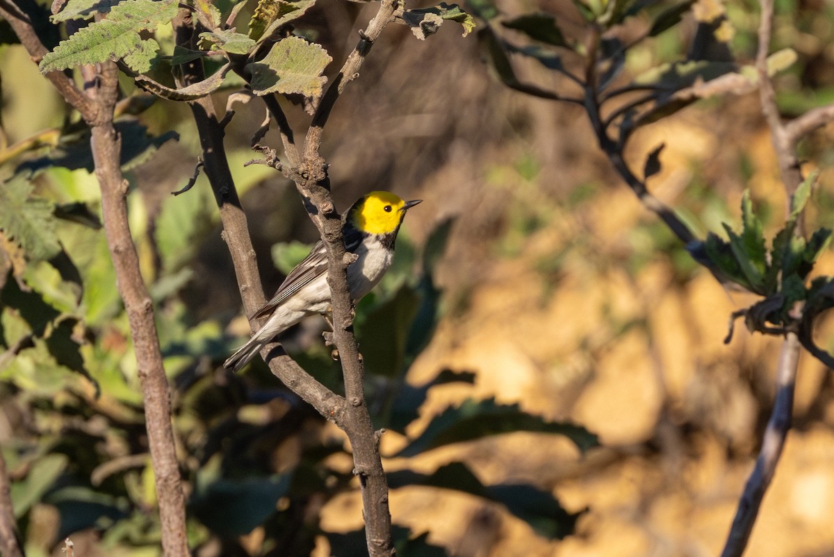Hermit Warbler - ML635486413
