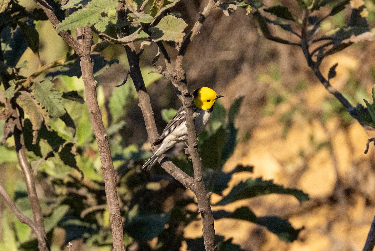 Hermit Warbler - ML635486414