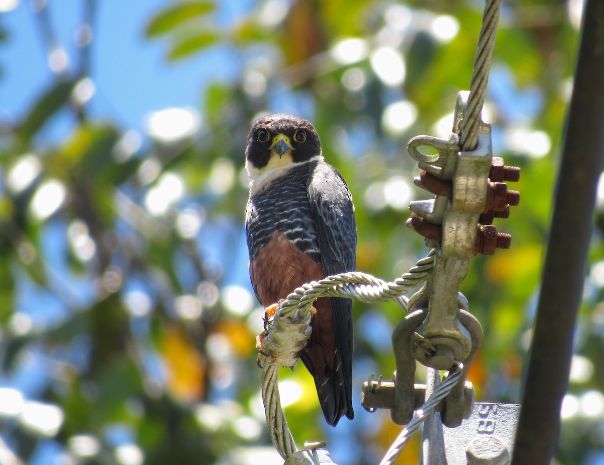 Bat Falcon - ML635486428