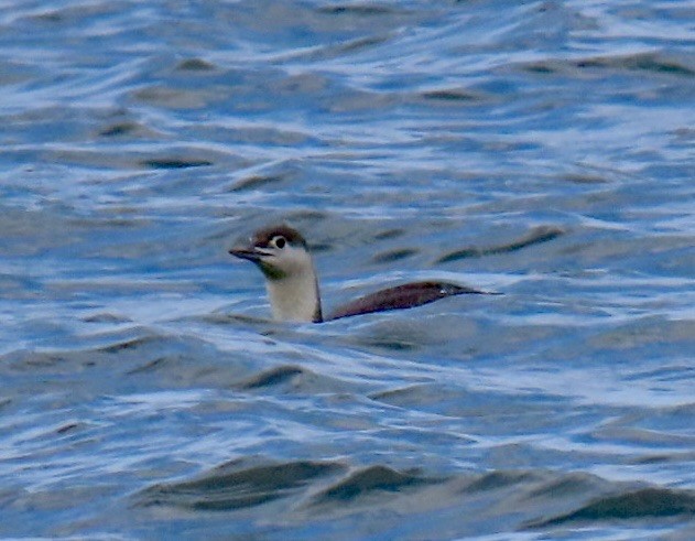 Red-throated Loon - ML635486440