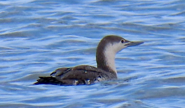 Red-throated Loon - ML635486441