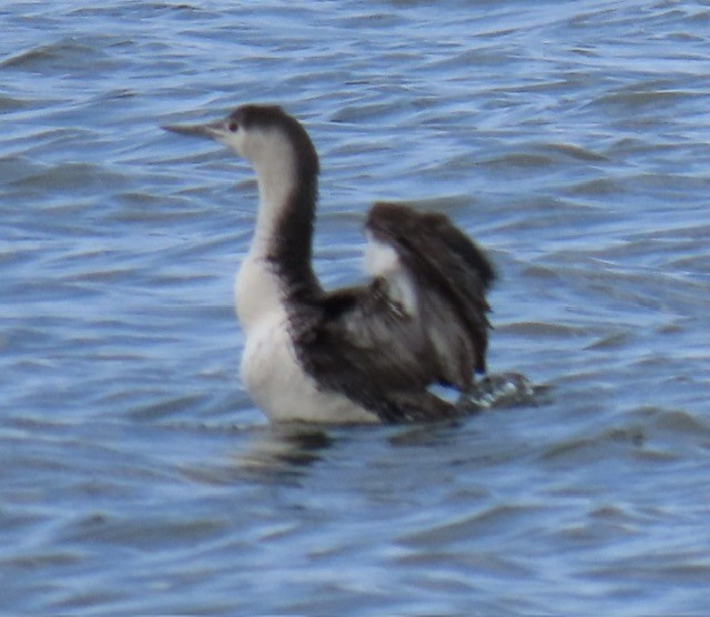 Red-throated Loon - ML635486442