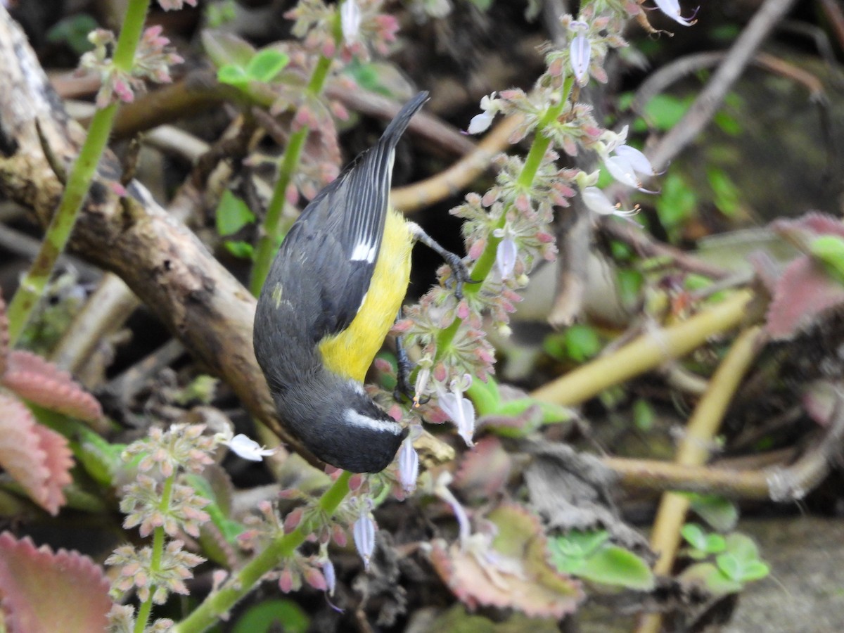 Bananaquit - ML635486463