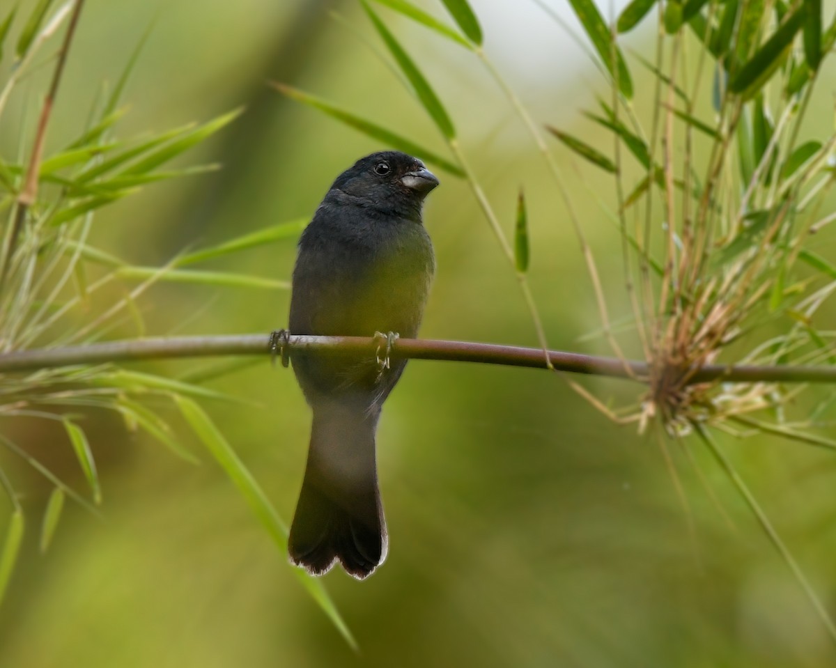 Blue Seedeater - ML635486721