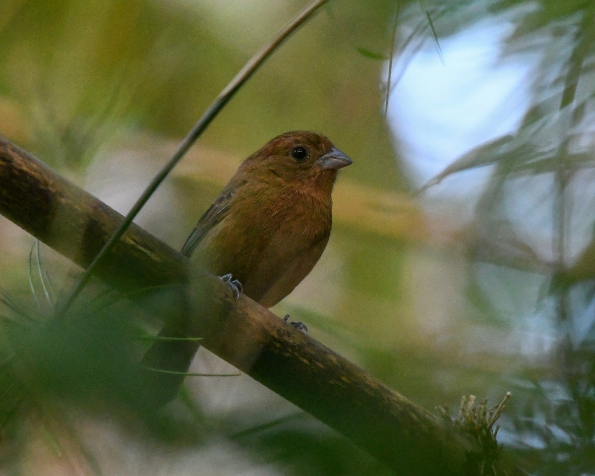 Blue Seedeater - ML635486722