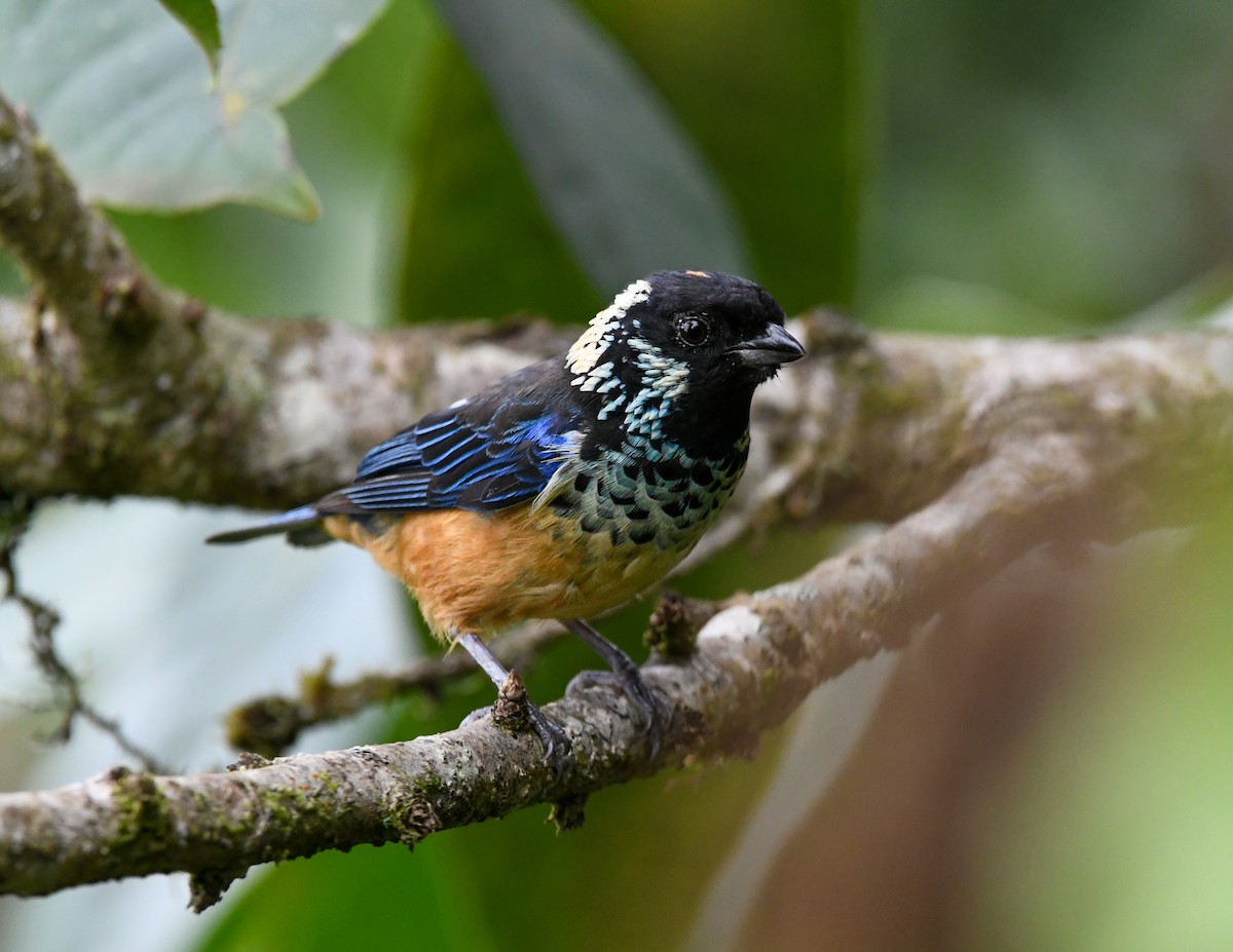Spangle-cheeked Tanager - ML635486737