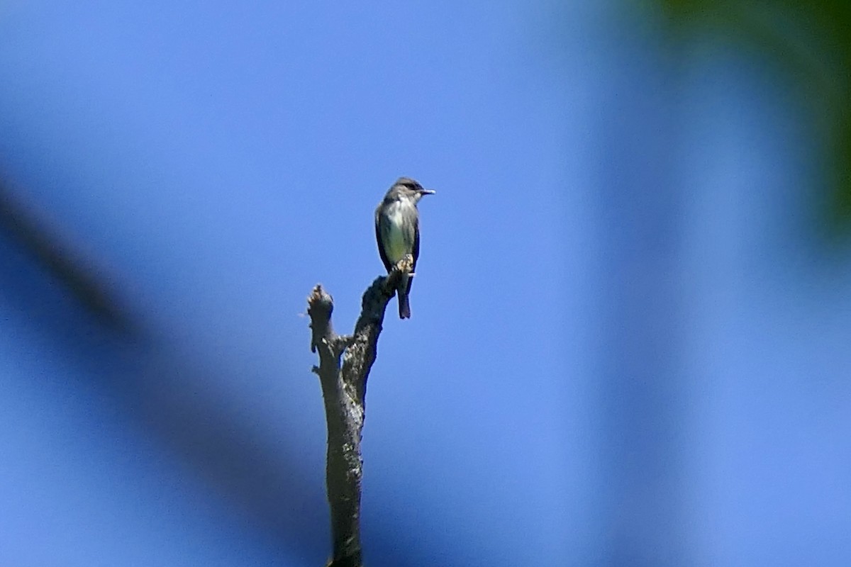 Olive-sided Flycatcher - ML635486794