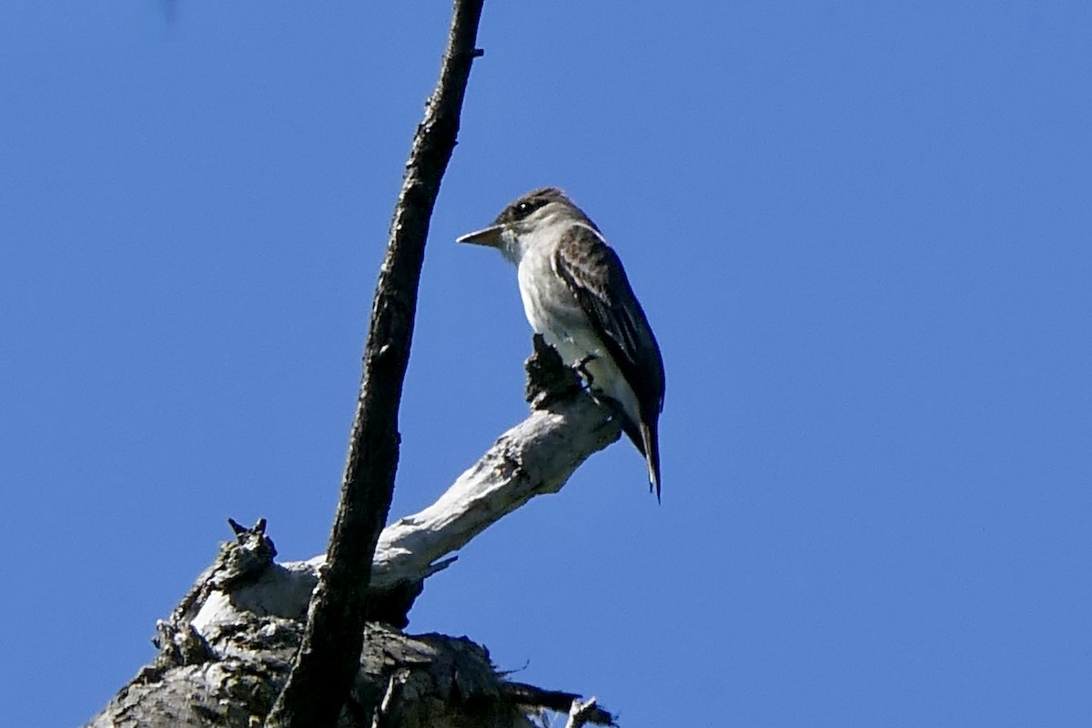 Olive-sided Flycatcher - ML635486795