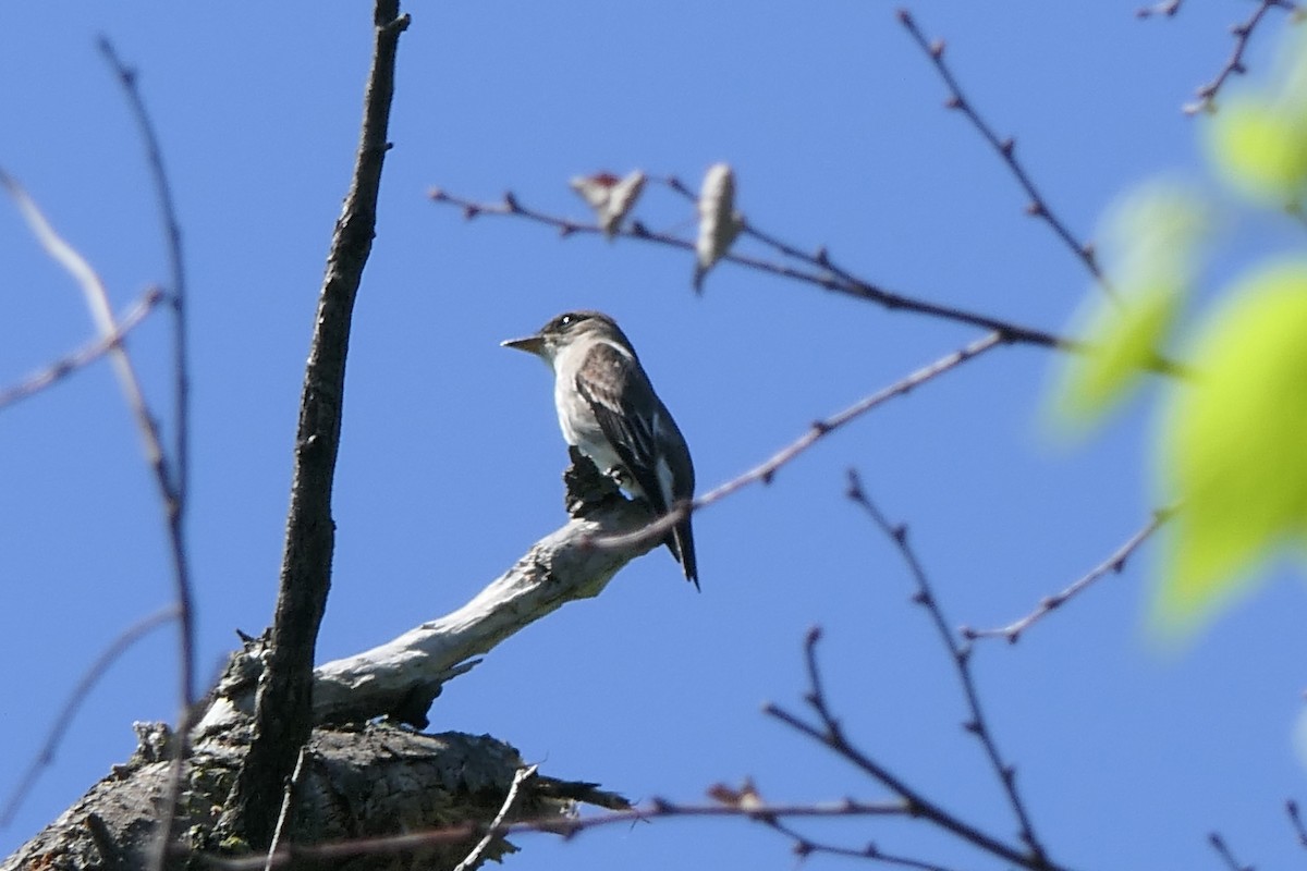 Olive-sided Flycatcher - ML635486796