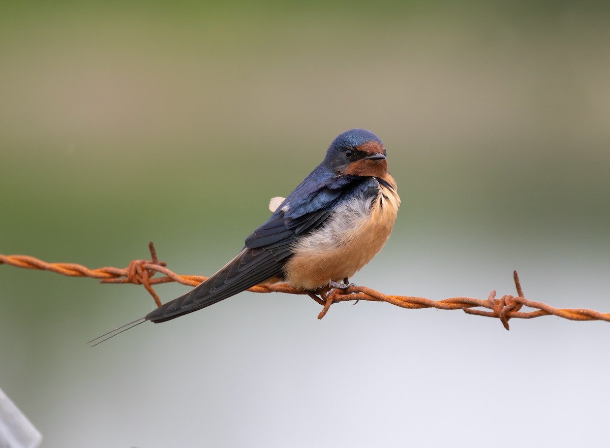 Barn Swallow (American) - ML635486858