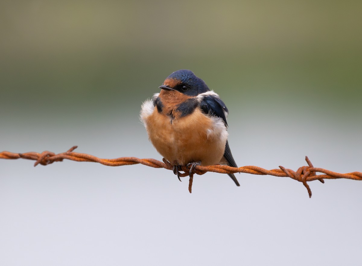 Barn Swallow (American) - ML635486860