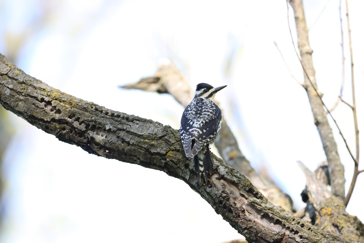 Hairy Woodpecker - ML635486916