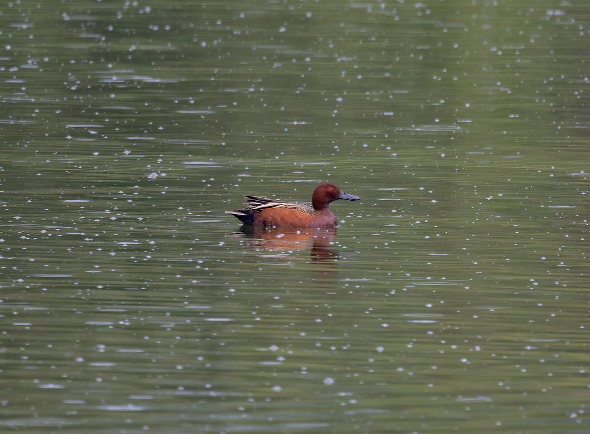 Cinnamon Teal - ML635486968