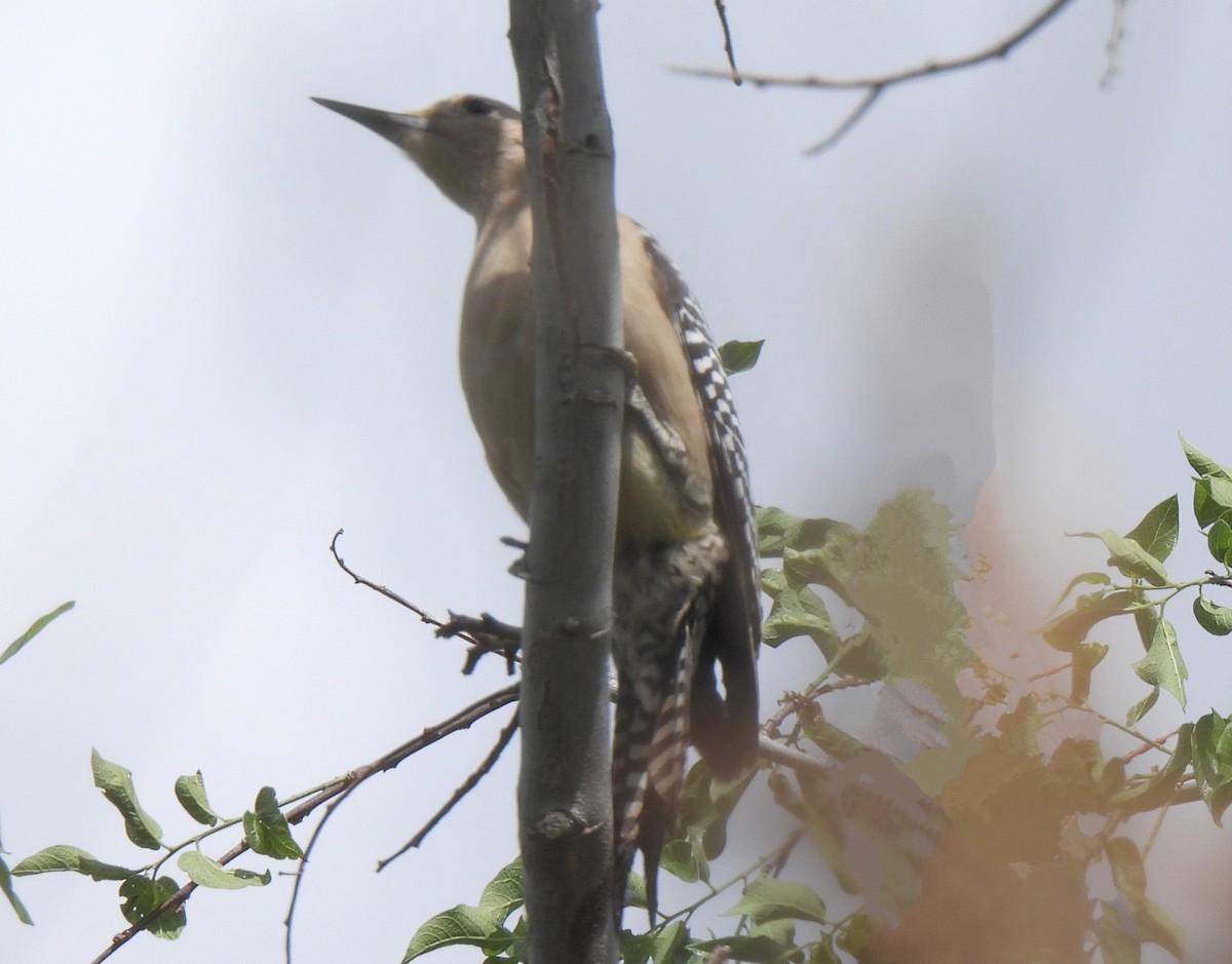 Gila Woodpecker - ML635486976