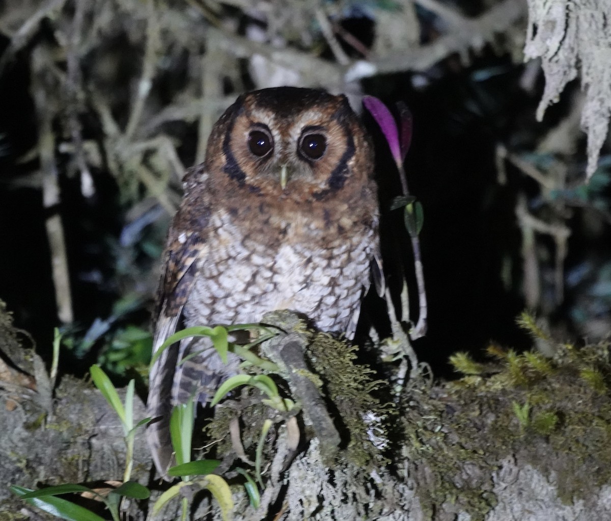 Cloud-forest Screech-Owl - ML635486979