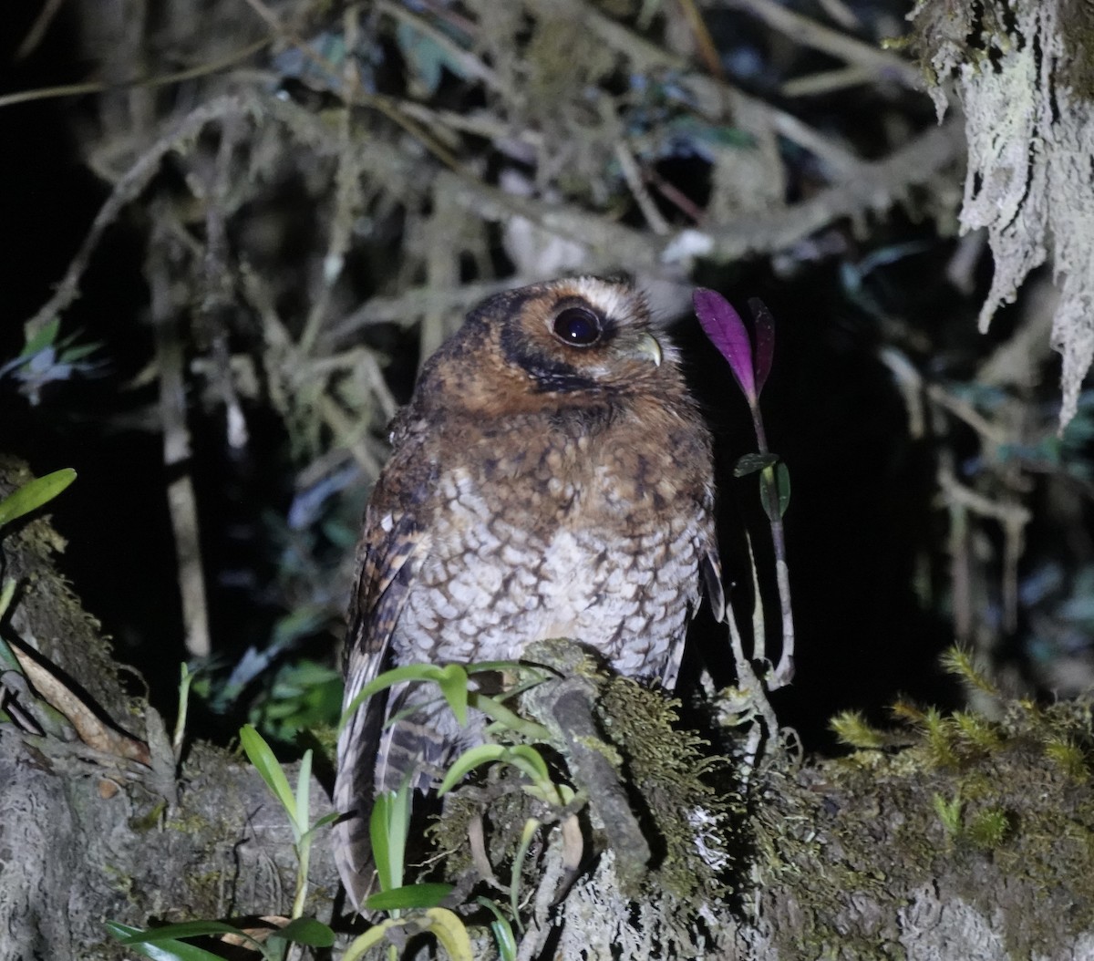 Cloud-forest Screech-Owl - ML635486980