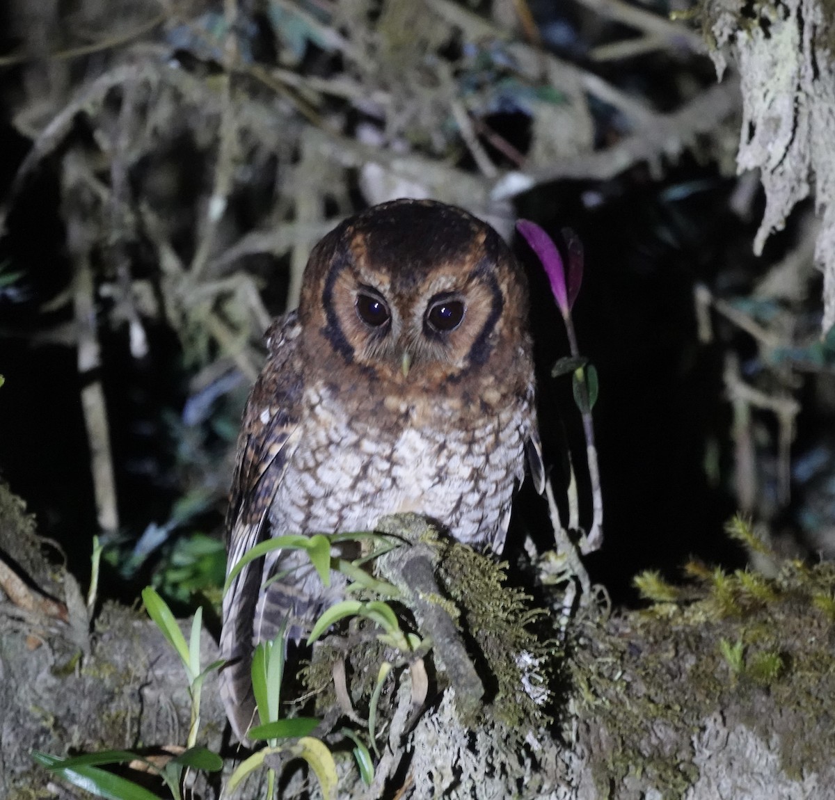 Cloud-forest Screech-Owl - ML635486981