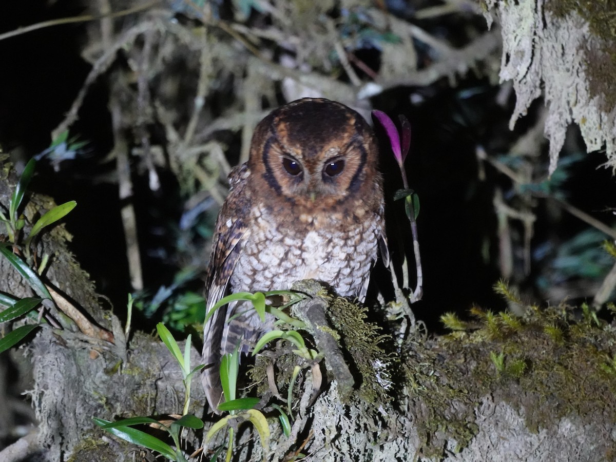 Cloud-forest Screech-Owl - ML635486982