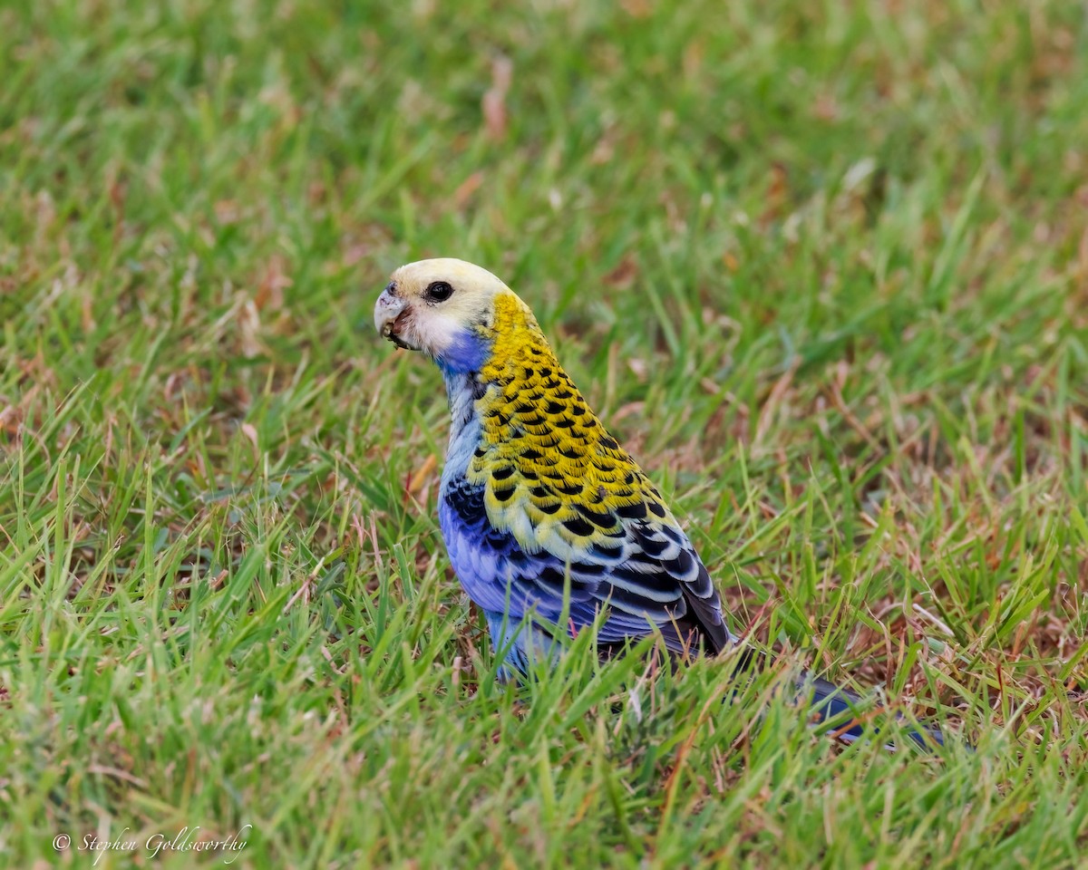 Pale-headed Rosella - ML635486990