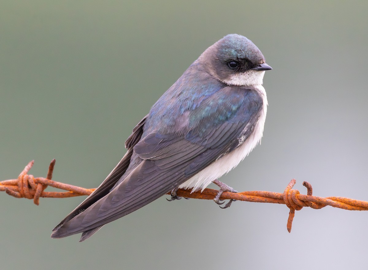 Tree Swallow - ML635486993