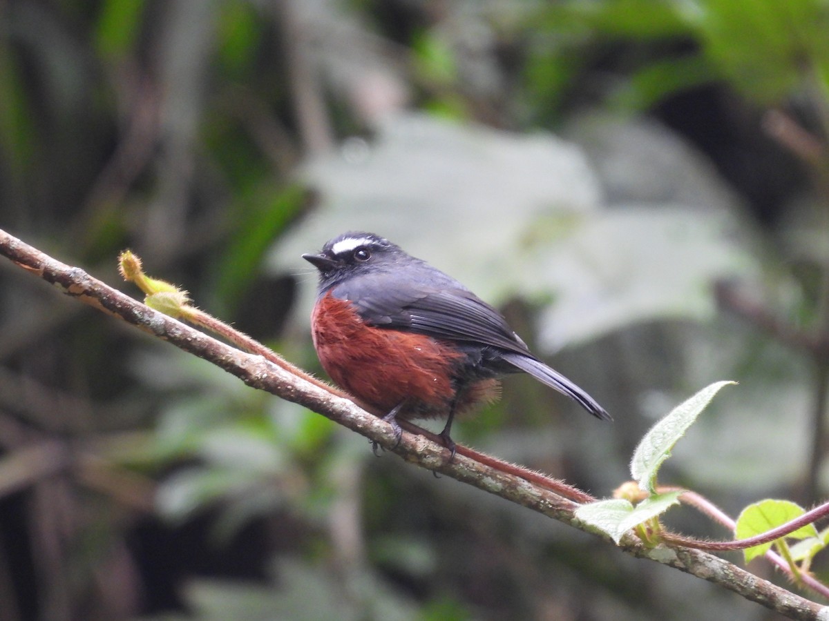 Chestnut-bellied Chat-Tyrant - ML635487056