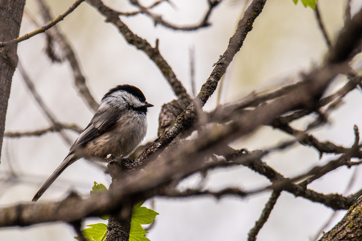 Mésange à tête noire - ML635487068