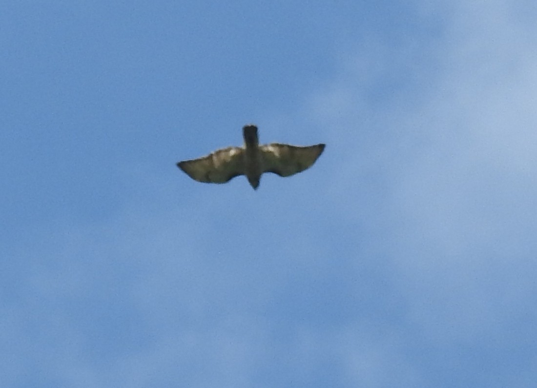 Broad-winged Hawk - Rick Luehrs