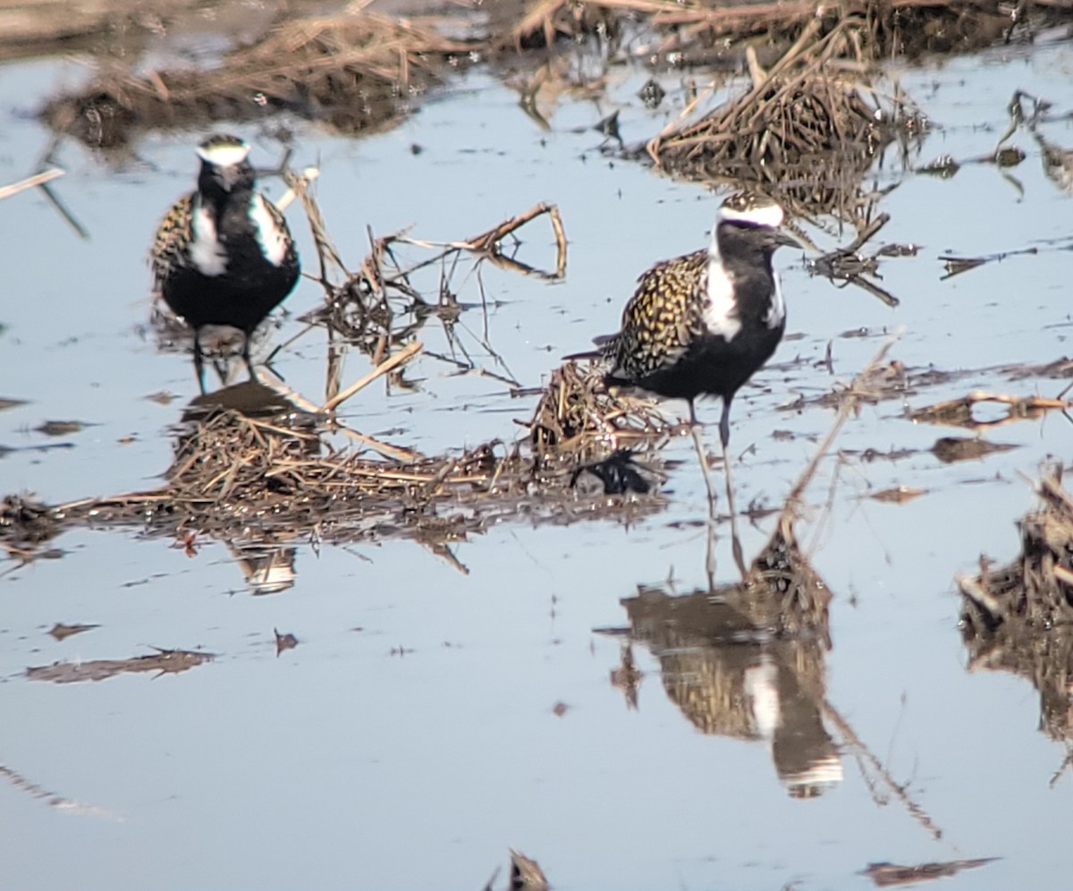 American Golden-Plover - ML635487143