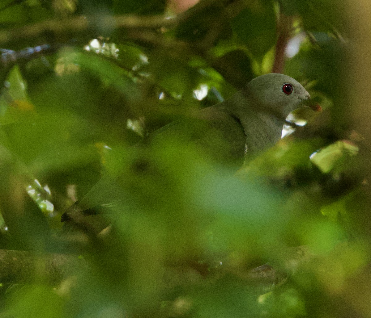 Cream-breasted Fruit-Dove - ML635487171