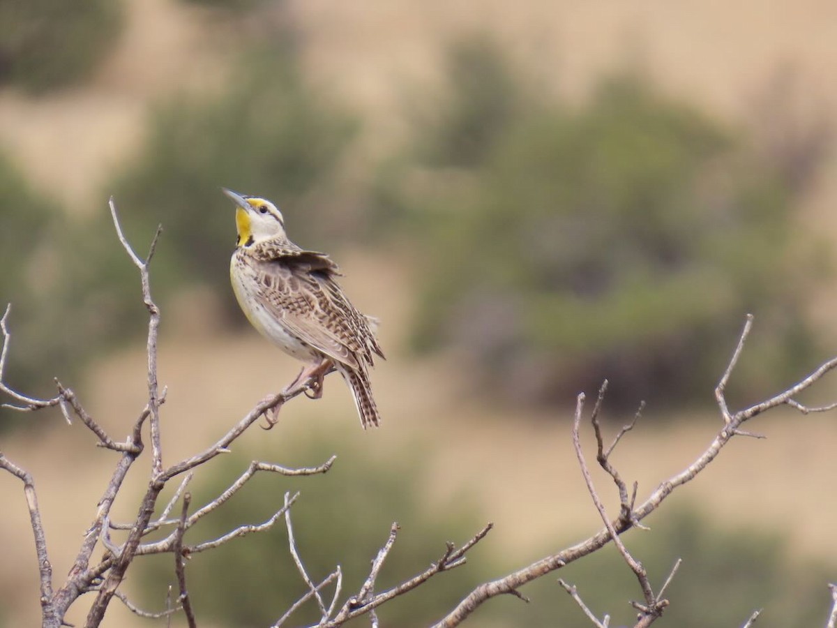 Chihuahuan Meadowlark - ML635487181