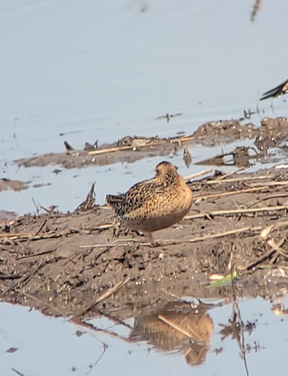 Short-billed Dowitcher - ML635487206
