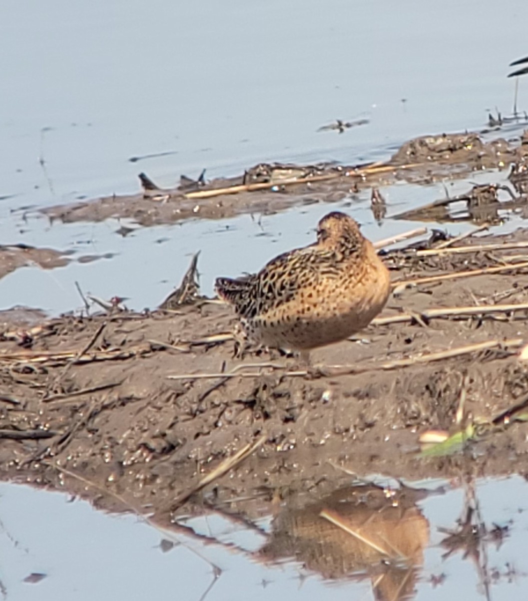 Short-billed Dowitcher - ML635487207