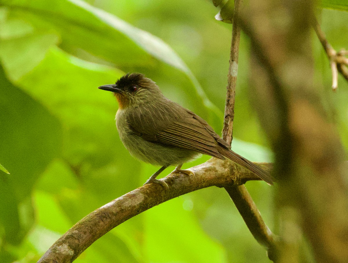 Calabarzon Babbler - ML635487210