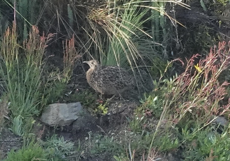 Tinamou curvirostre - ML635487212