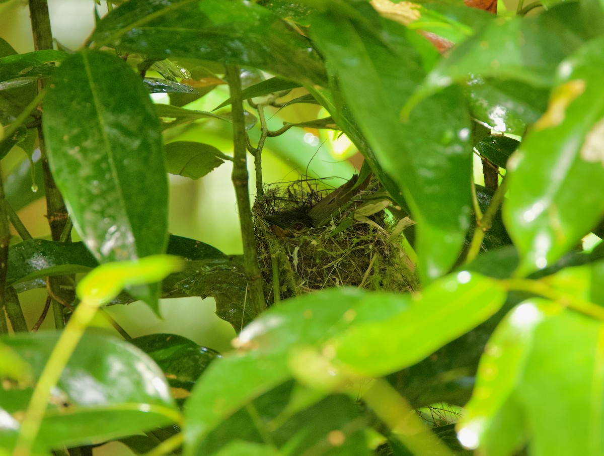 Calabarzon Babbler - ML635487213