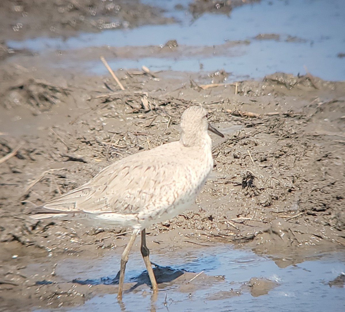 Willet - ML635487244