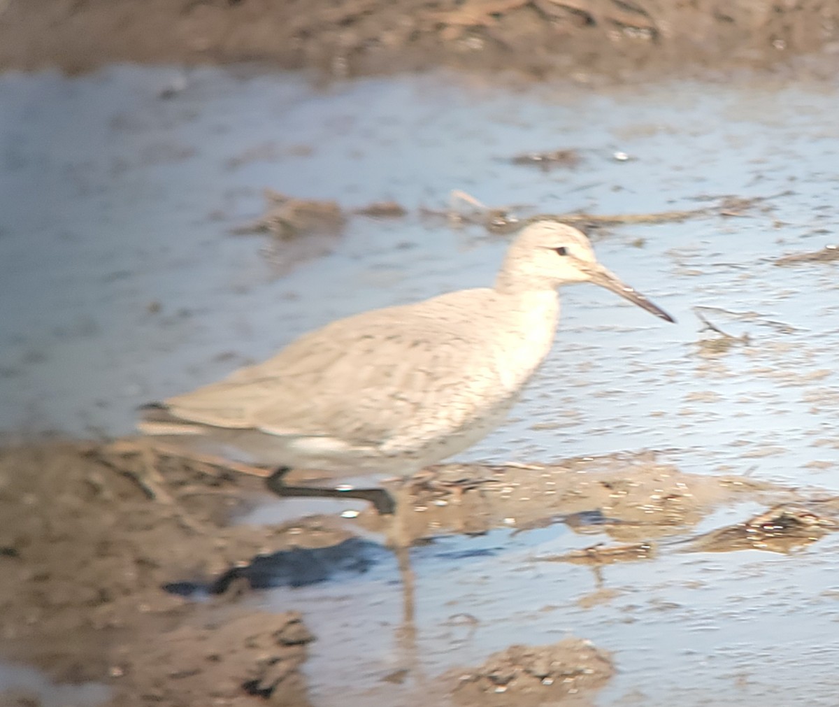 Willet - ML635487245