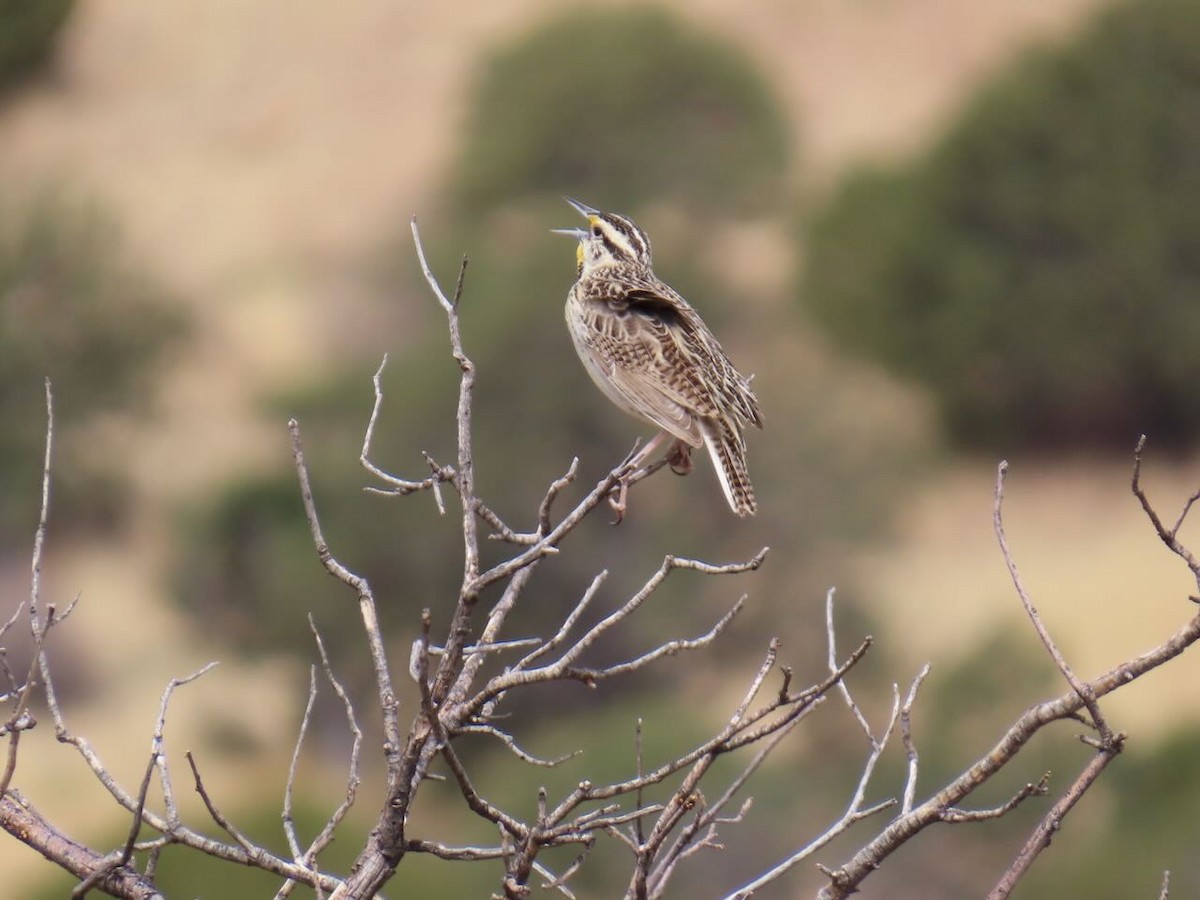 Chihuahuan Meadowlark - ML635487281