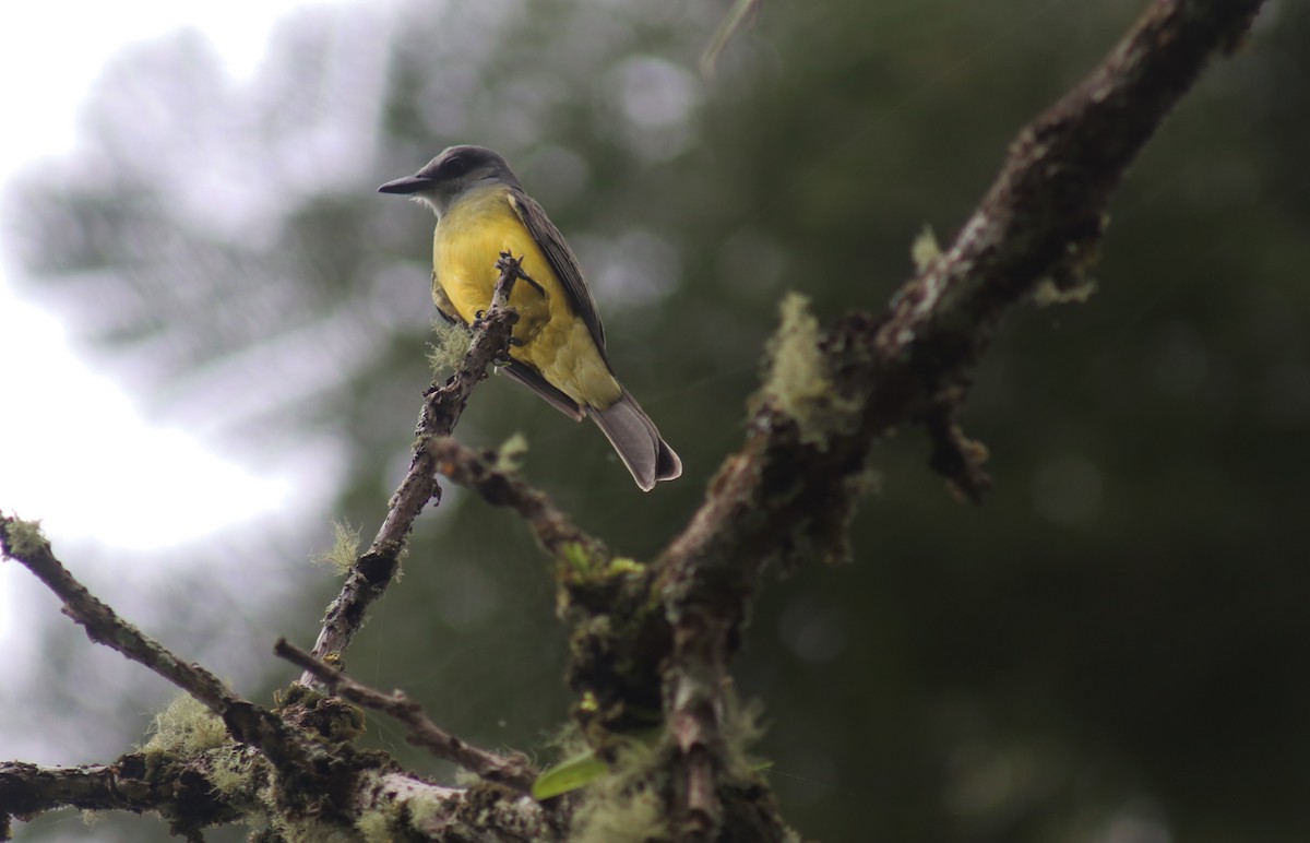 Tropical Kingbird - ML635487374