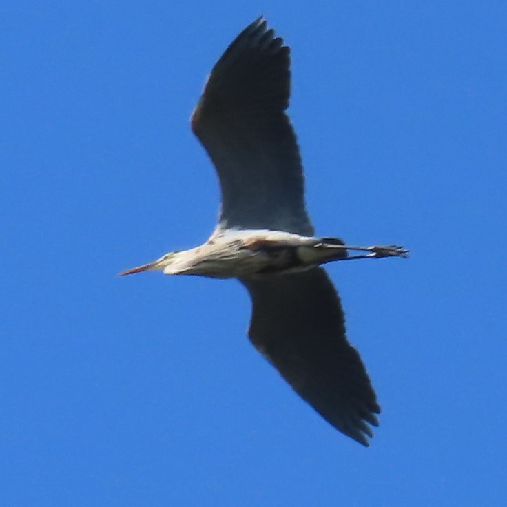 Great Blue Heron - ML635487385