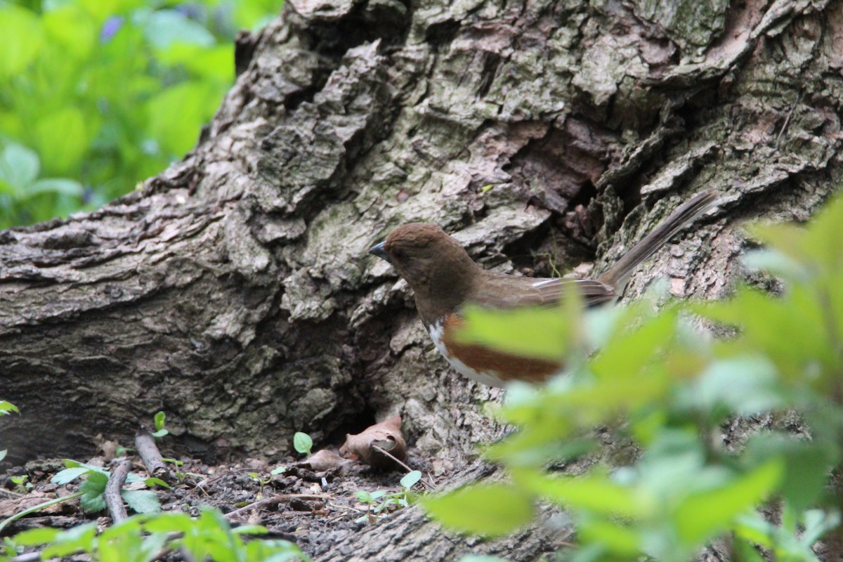 Eastern Towhee - ML635487426