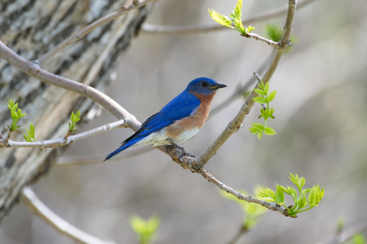 Eastern Bluebird - ML635487486
