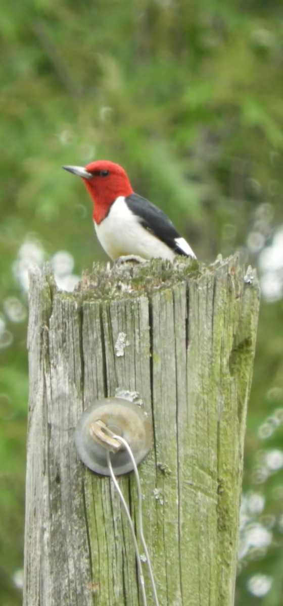 Red-headed Woodpecker - ML635487772