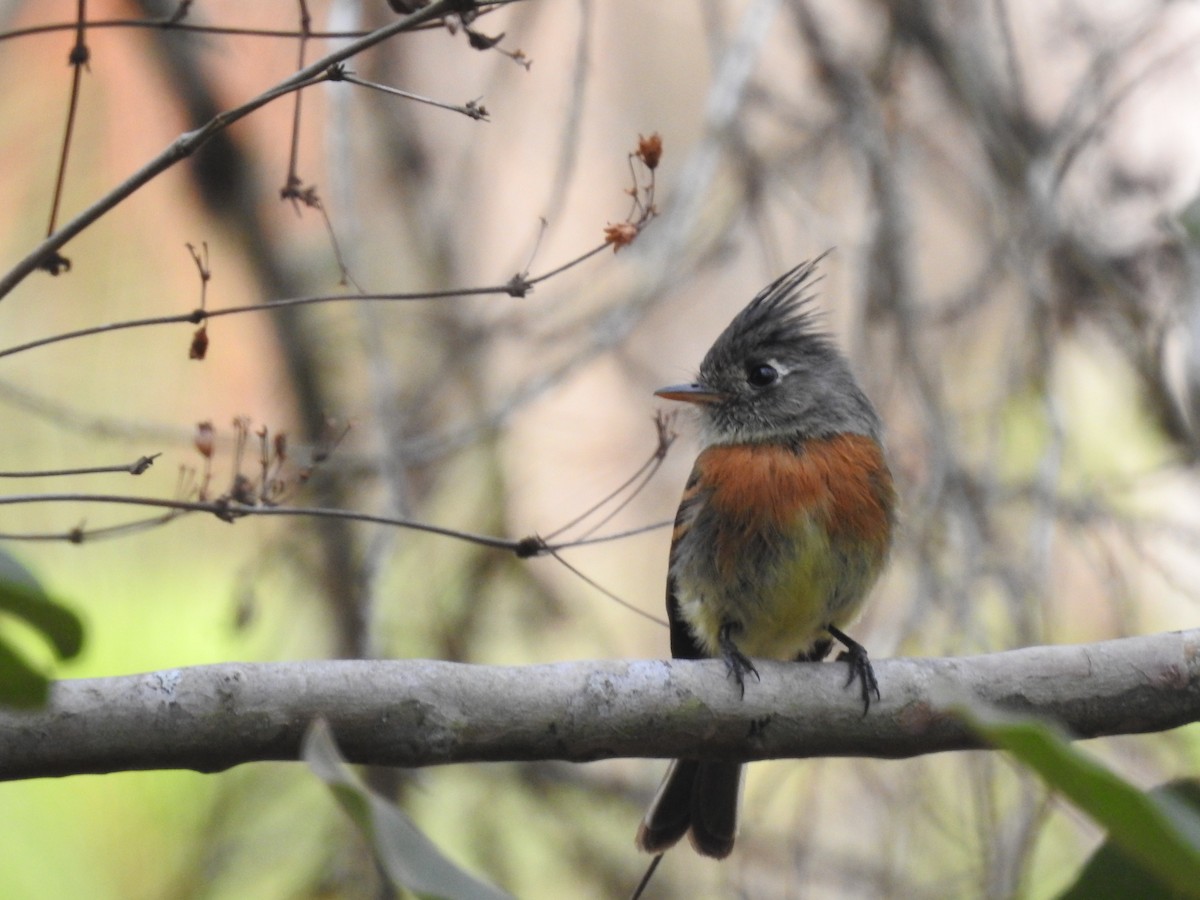 Belted Flycatcher - ML635487808