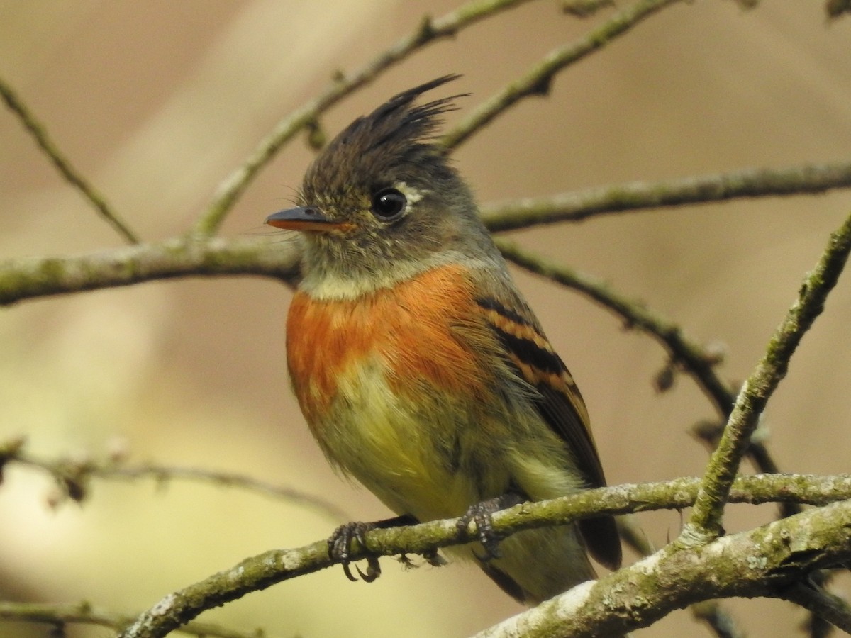 Belted Flycatcher - ML635487810