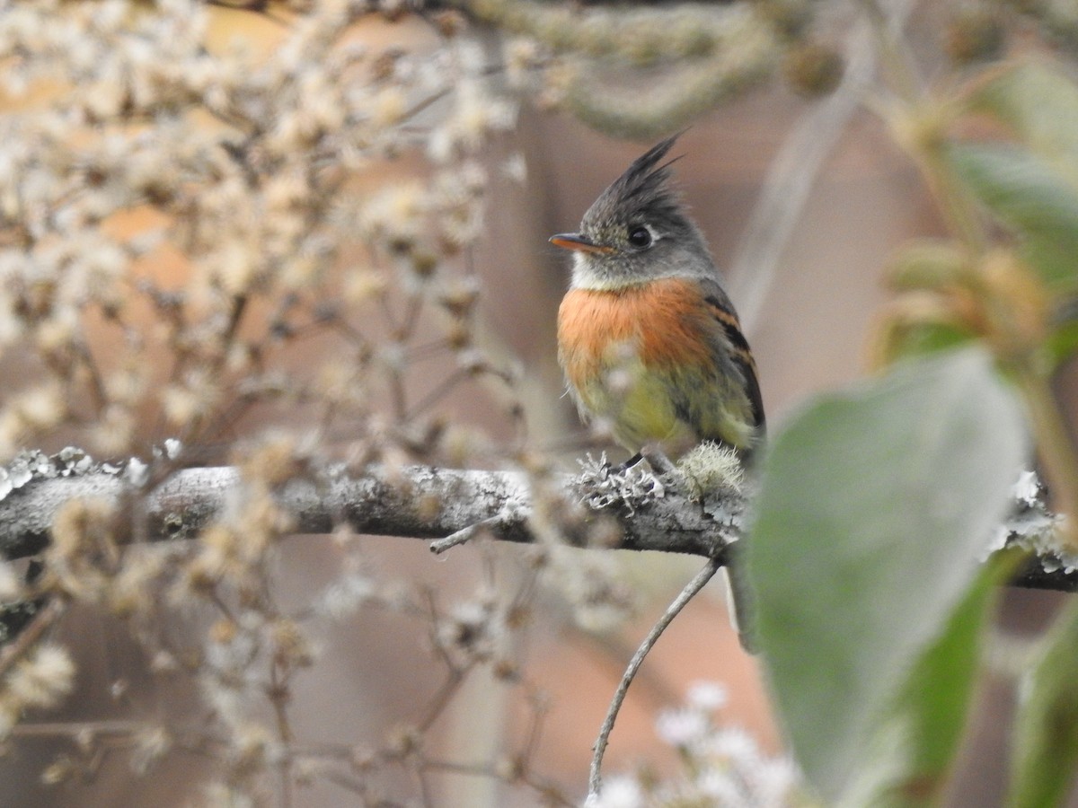 Belted Flycatcher - ML635487817