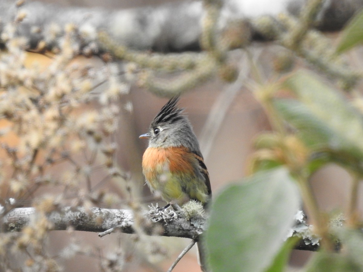 Belted Flycatcher - ML635487818